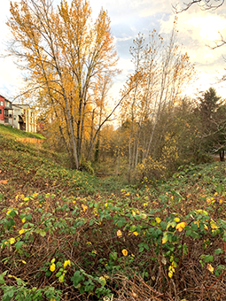White Center Ponds from Southwest Roxbury looking south.