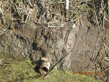 Exposed field tile after some sediment removal. Small white pipe exposed.
