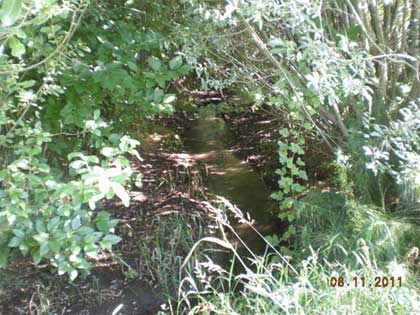 Channel that was previously choked with RCG after removal and about five years of shading.