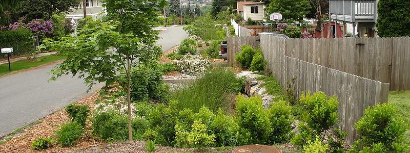 A neighborhood block with rain gardens and water-friendly native plant landscaping.