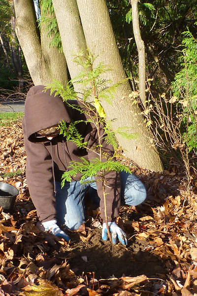 A person plants a native tree sapling.