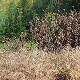 Integrated Pest Management