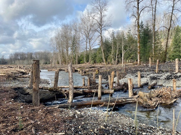 Cedar River with large wood placed in the water to provide healthy aquatic habitat