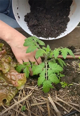 Pouring compost on a tomato plant to provide fertilizer in the garden