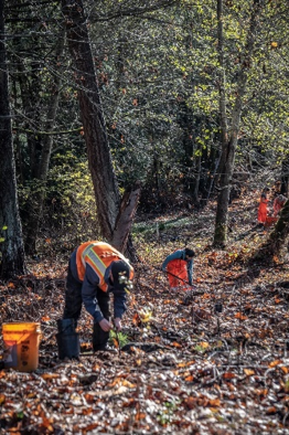 Tree planting