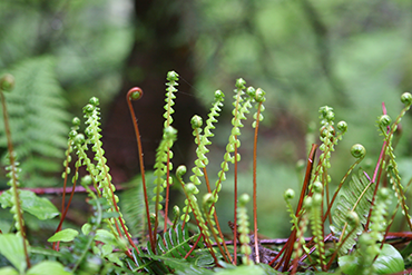 Fern fronds unfurling