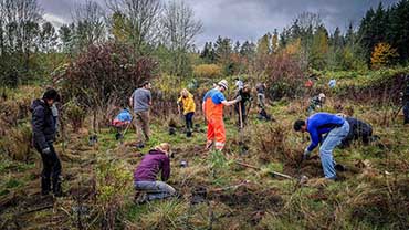 Volunteers restoring a natural area by pulling noxious weeds and planting native plants