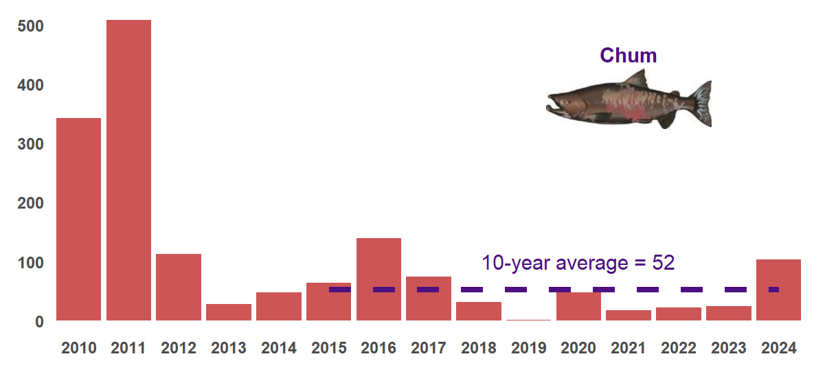 Number of live chum observed in each year from 2010-2024