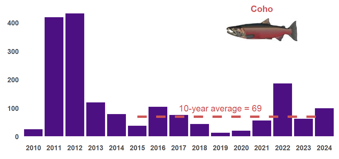 Number of coho observed in each year from 2010-2024