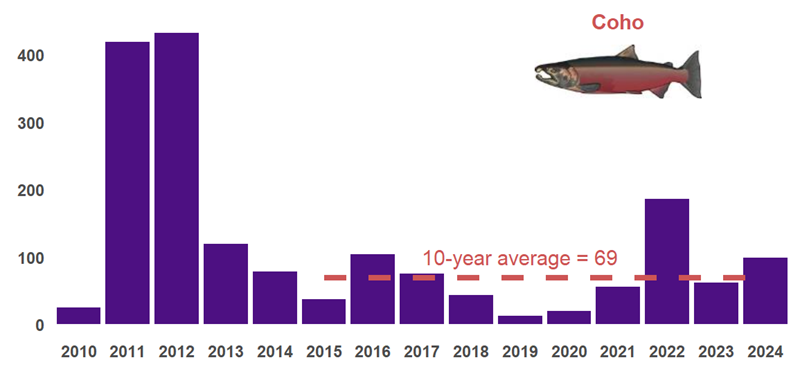 Number of coho observed in each year from 2010-2024