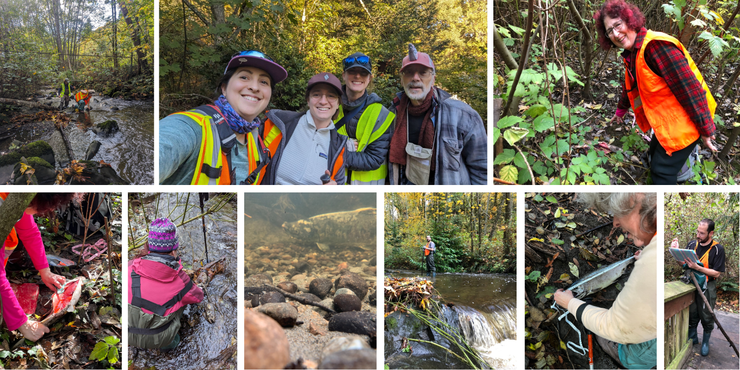 Salmon survey
