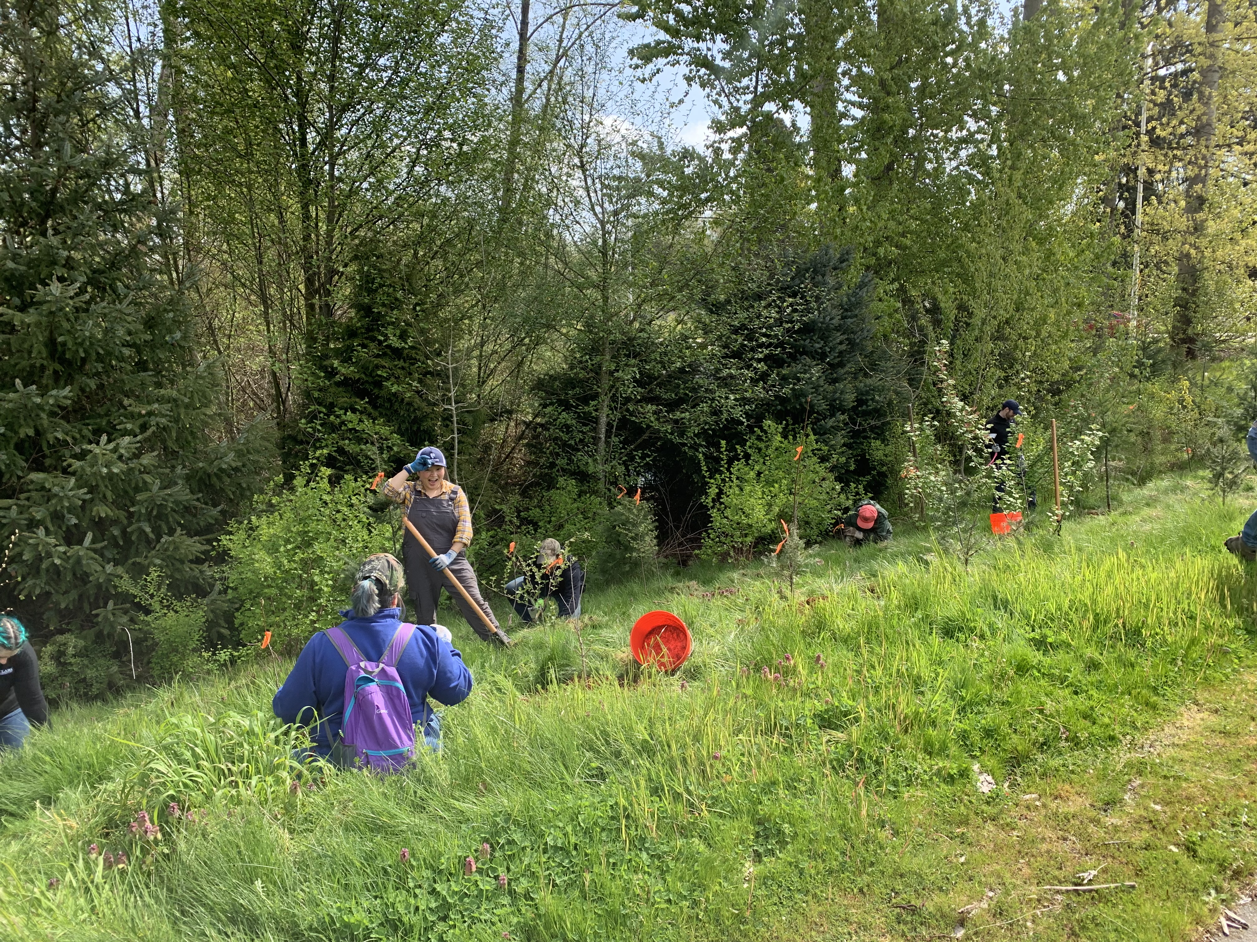 Mulching young trees
