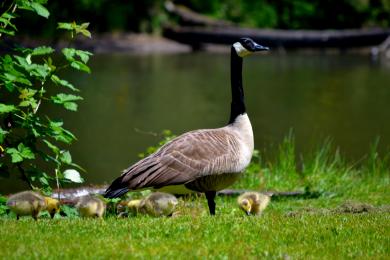 A Canadian goose on grass with some geeslings around it and water in the background.