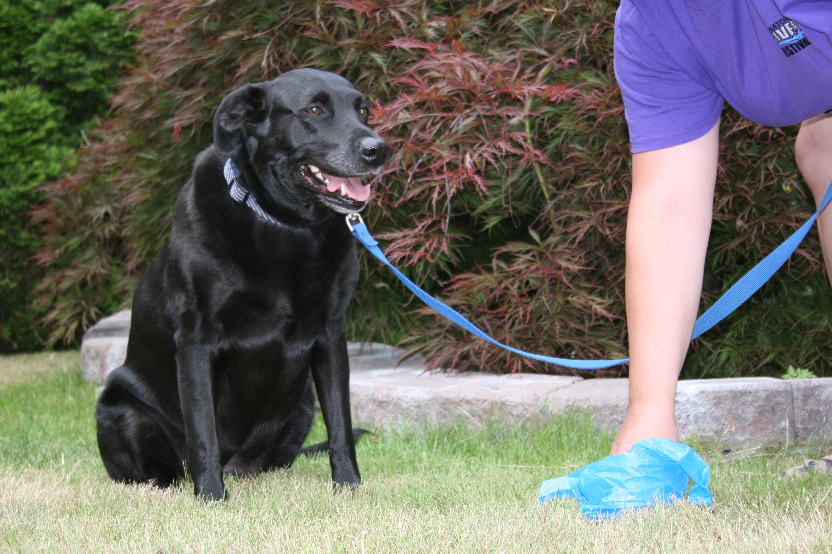 Leashed black dog sitting on grass. Human picking up dog poop with a bag.