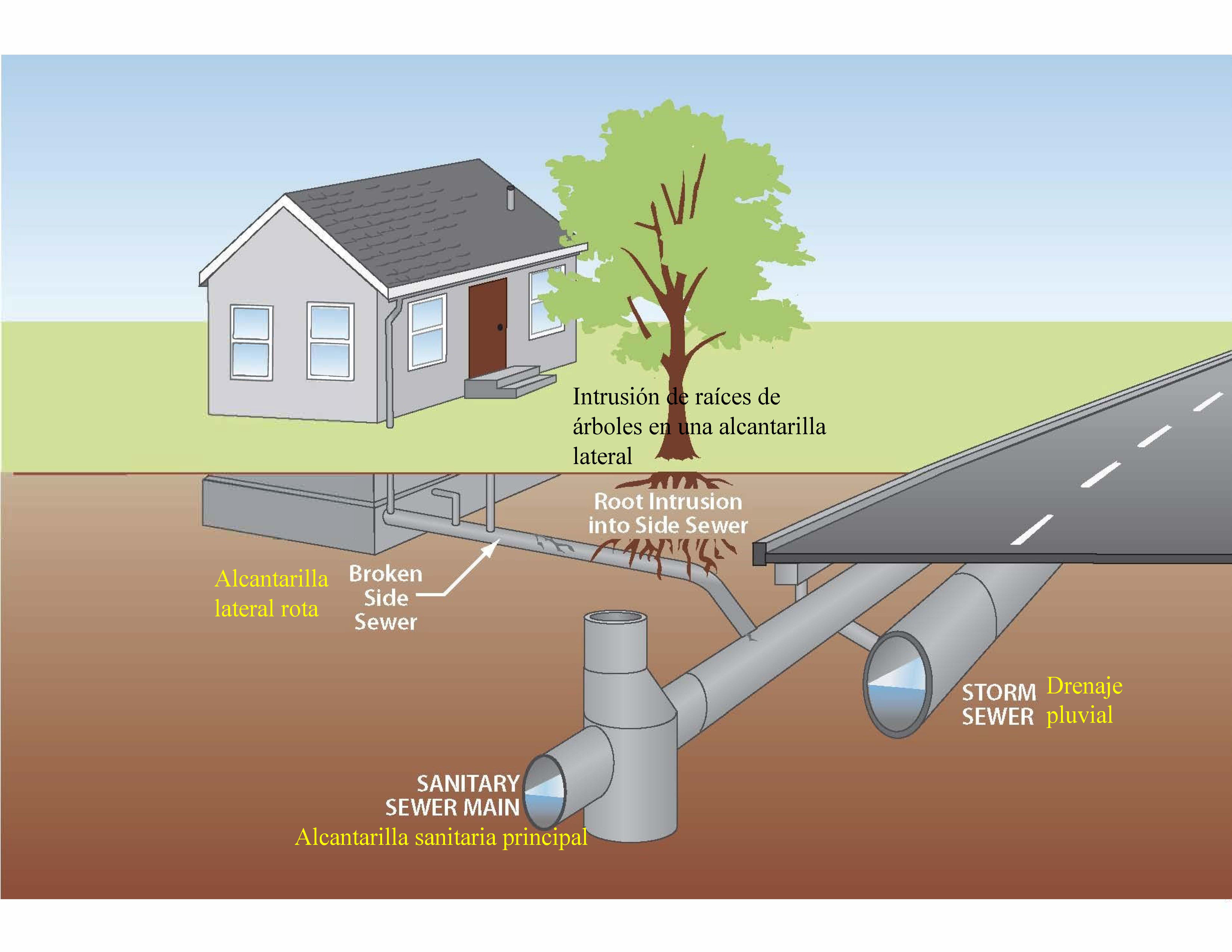 Illustration of a side sewer pipe going from a home into a sanitary sewer main line but with tree roots breaking into the side sewer pipe.
