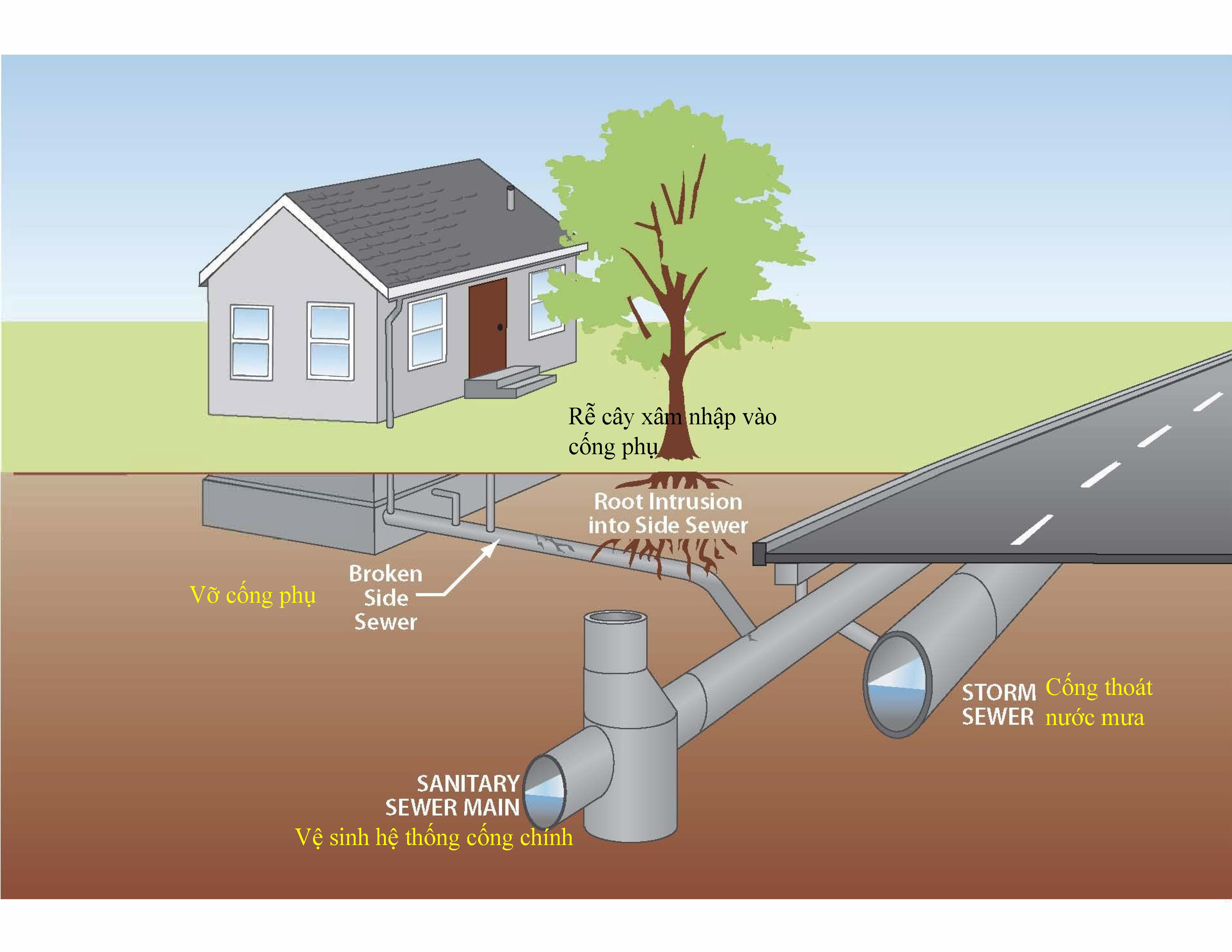 Illustration of a side sewer pipe going from a home into a sanitary sewer main line but with tree roots breaking into the side sewer pipe.