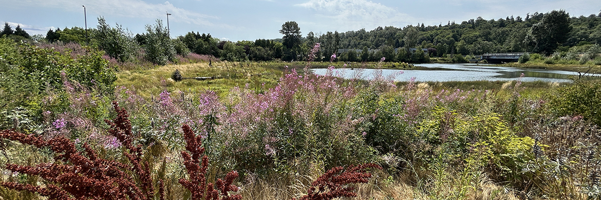 Red, purple, yellow, and green plants surround a wetland along the Duwamish River