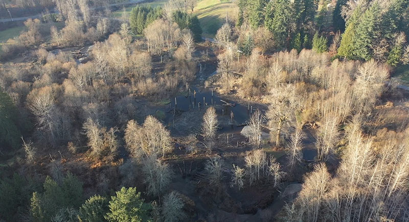 Issaquah Creek Mitigation Project Aerial 2019
