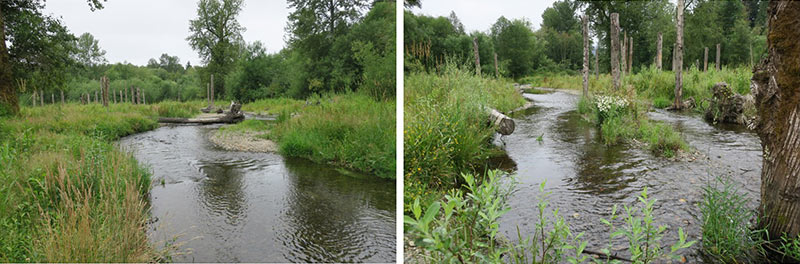 Issaquah Creek Mitigation Project Aerial 2022