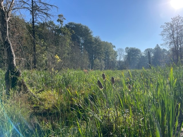 Taylor Creek Headwaters Wetland Preservation Project Wetland