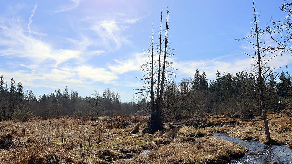 A vast wetland area with areas of water, brown grasses, and tall snags  throughout.