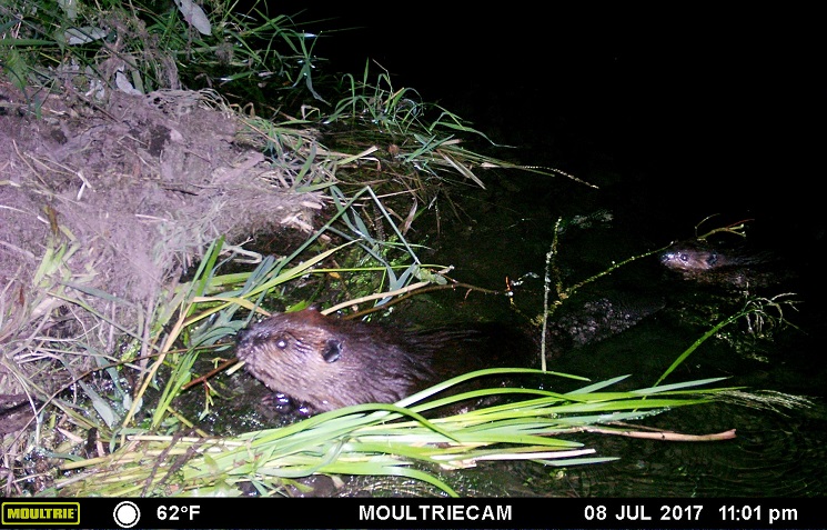 Beaver emerging from the water at night, caught on a motion-sensing animal cam