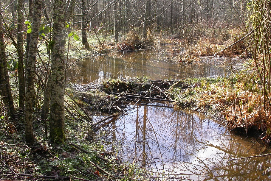 Beaver ponds and dams