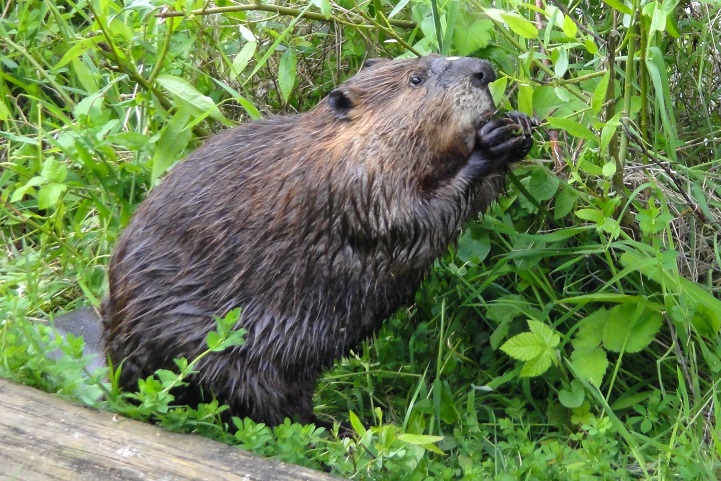 Beaver eating vegetation