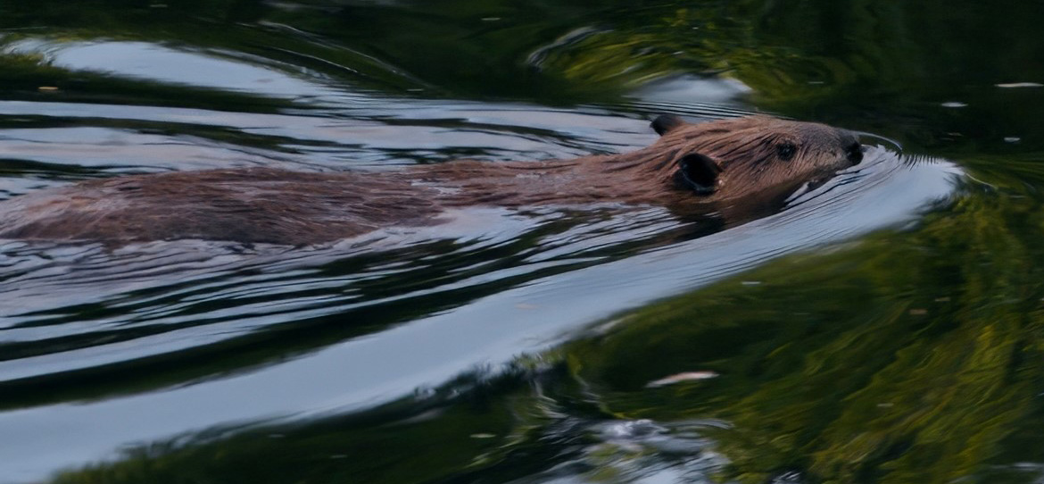 Beaver swimming across a pond