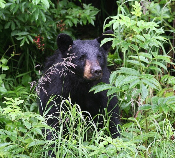 A black bear looking out from behind some tall grass and bushes.