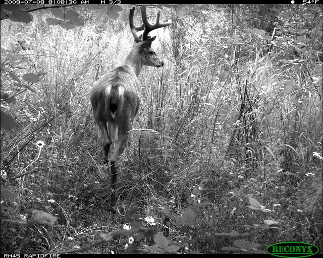 Black-and-white trailcam photo of a buck deer, angled away from the camera, in tall grass on a wildlife overpass.