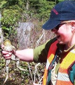 An outdoor worker in a reflective vest holds a spotted bullfrog in one hand.