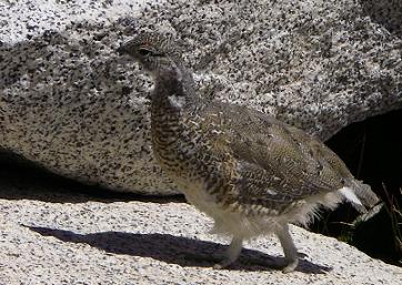 Side view of a brown bird with a white belly, walking on some large rocks.