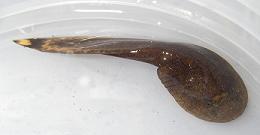 Top view of a brown tadpole in clear water.