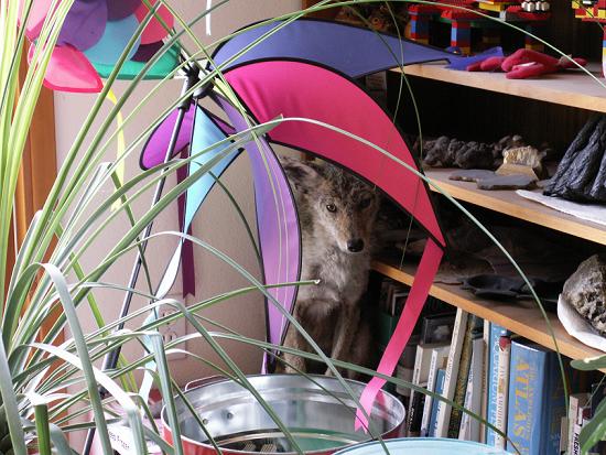 A coyote sitting in the corner of a room by a bookcase. View of the coyote is partly obscured by a large houseplant and a brightly colored fabric decoration.