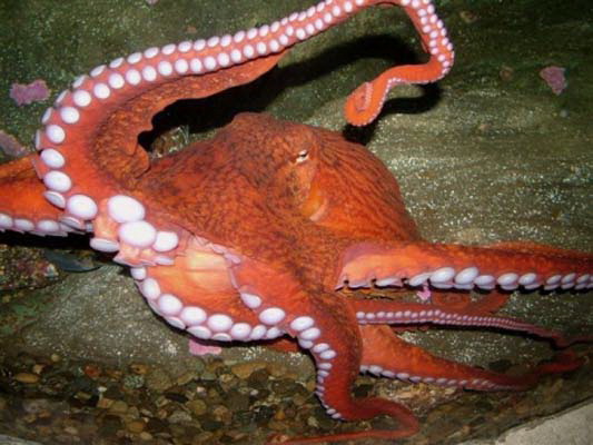 Underwater view of a dark red octopus with one tentacle upraised, showing white suction cups.