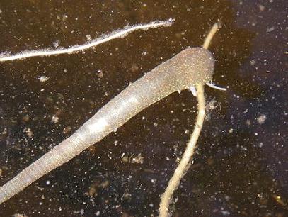 Underwater view of a light-brown leech.
