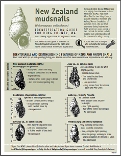 Thumbnail of a printable flyer about snail identification.