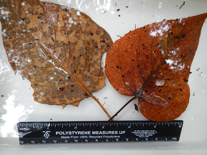 Two reddish leaves scattered with tiny dark mudsnails. At the bottom of the photo is a ruler.