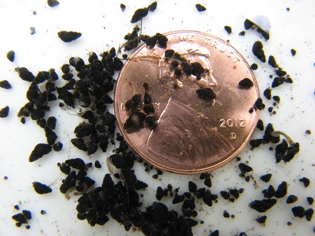 A penny scattered with small dark specks about the size of coffee grounds; they are mudsnails.