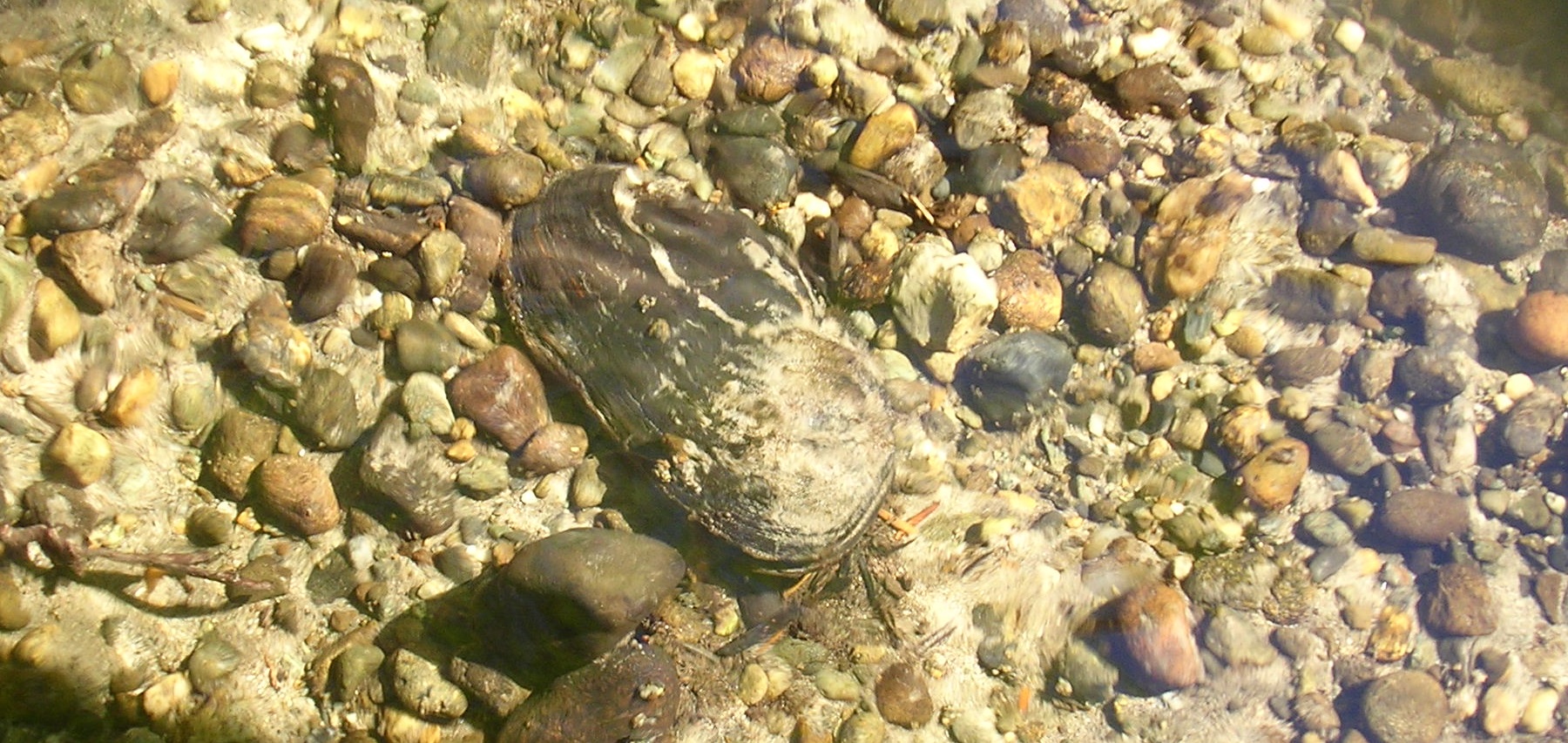 A Western pearlshell mussel on a rocky streambed.