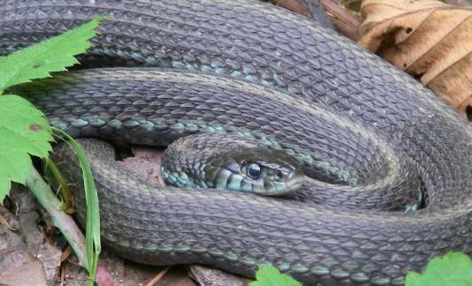 A brown snake with pale green chin and stripe along its side near its belly, curled up among some leaves.