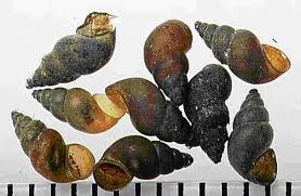 Magnified view of nine mudsnail shells. They're cone-shaped, spiraling into a point at one end.
