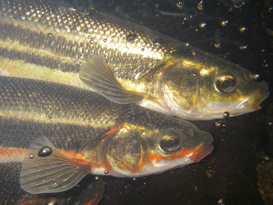Two golden-brown fish, one of them with an orange stripe down its jaw and along its side.