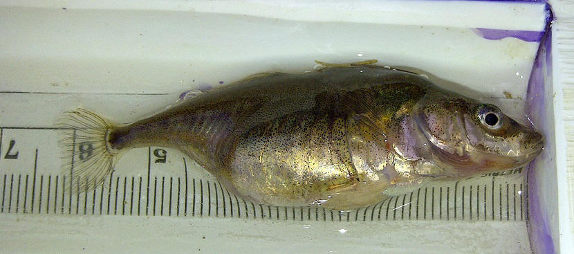A fish with a rounded belly, lying on its side in a small tank with ruler markings showing it to be about 6 centimeters long.