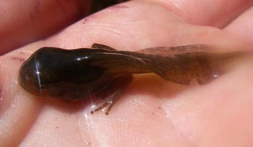 Tadpole