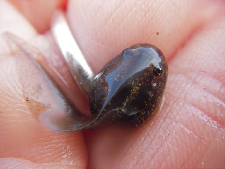 Tadpole
