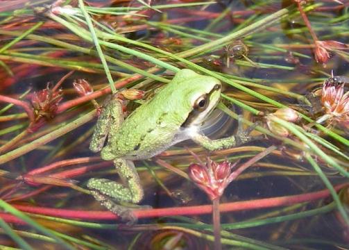 Adult