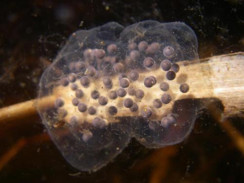 Pacific treefrog eggs
