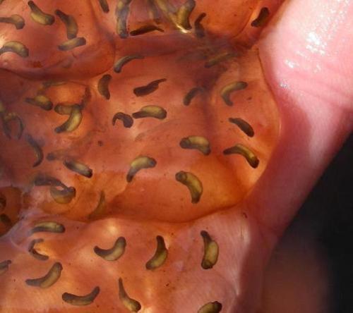 Embryos